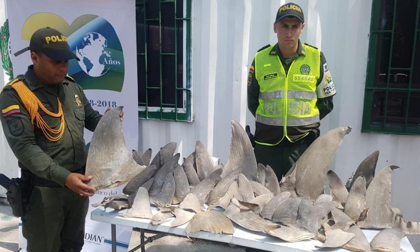 Colombia Prohiben pesca de tiburón