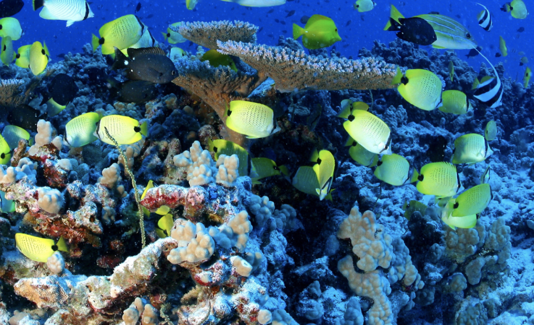 Reef fish at French Frigrate Shoals in the Papahanaumokuakea Marine National Monument. (Image credit: NOAA)