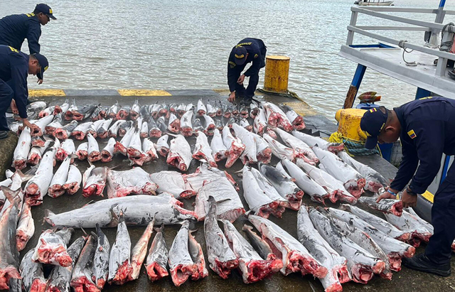 Illegal Shark Fin Trafficking: Cartel Connection Unveiled